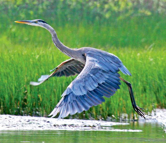 great blue heron_credit courtesy of Holly Fuhrer