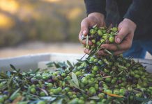 olives in hands_Pasolivo