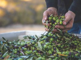 olives in hands_Pasolivo