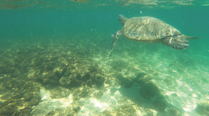 sea turtle_ashley ryan