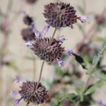 NBM_25_Home_Tree of Life_Cleveland Sage_By Jody Tiongco-17