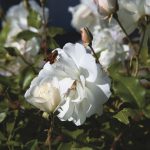 NBM_27_Habitat_Lead Photos_By Jody Tiongco-53