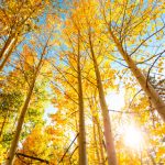 2018-09-26-Fall-Color-Rainbow-Falls-Hike-WRAY-9