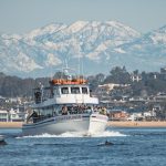 whales-Courtesy of Newport Landing Whale Watching