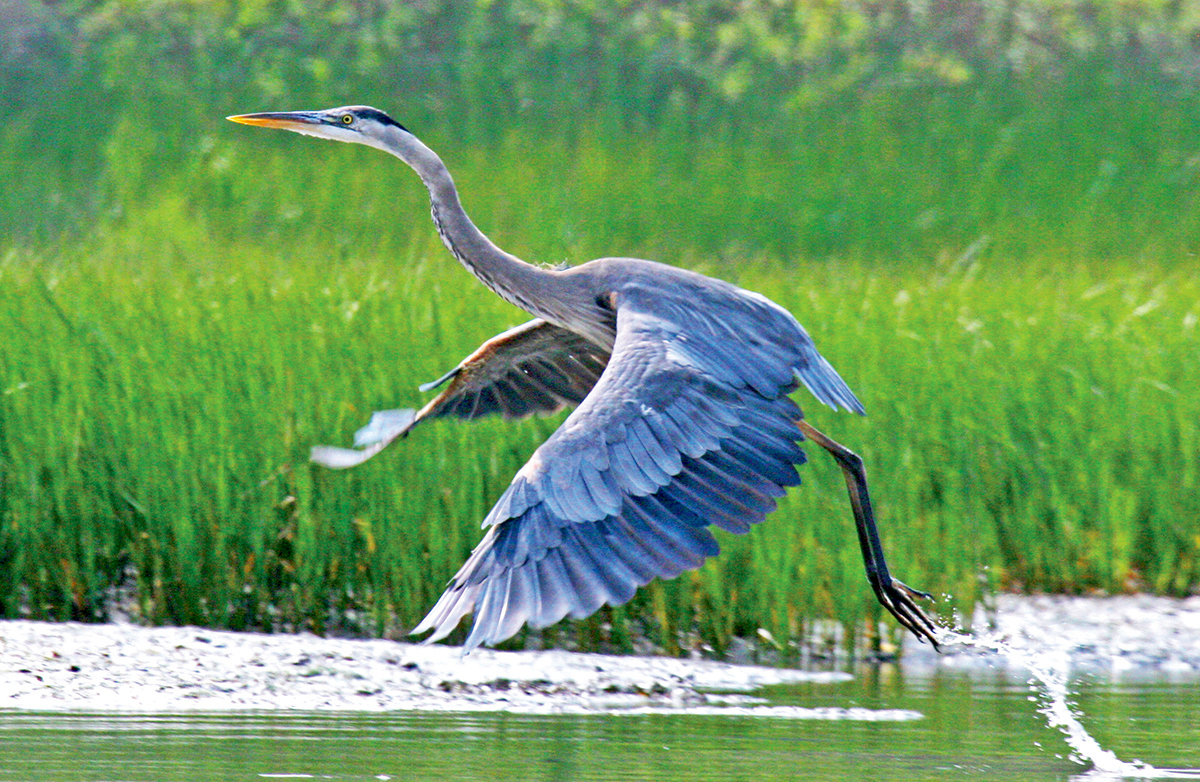 great blue heron_credit courtesy of Holly Fuhrer