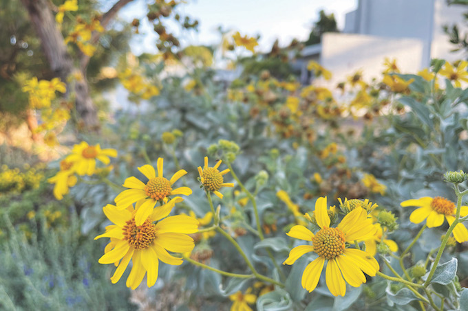 Encelia farinosa