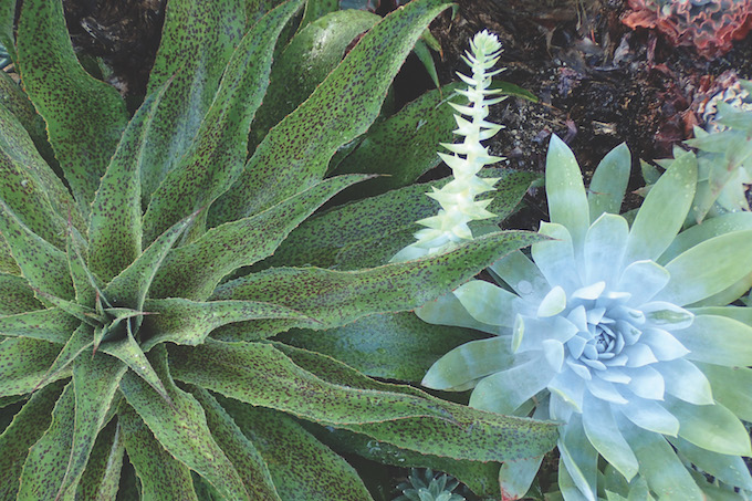 Mangave and chalk dudleya