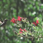hummingbird_best_Gambelia speciosa