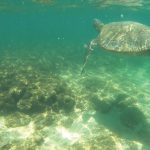 sea turtle_ashley ryan