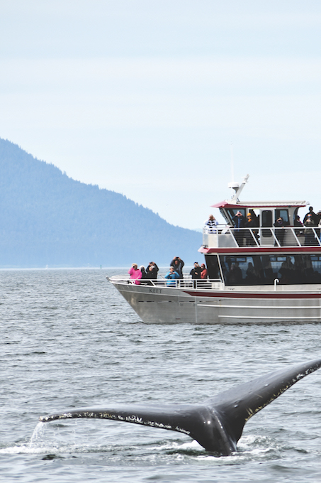 DSC_0010 whale watching_Sharon Stello