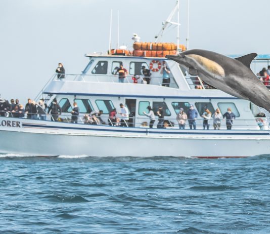 whale watching dolphin_Newport Whales