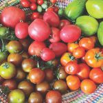 Jewel Tones_Roger’s Gardens