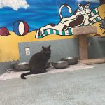 National Cat Protection Society